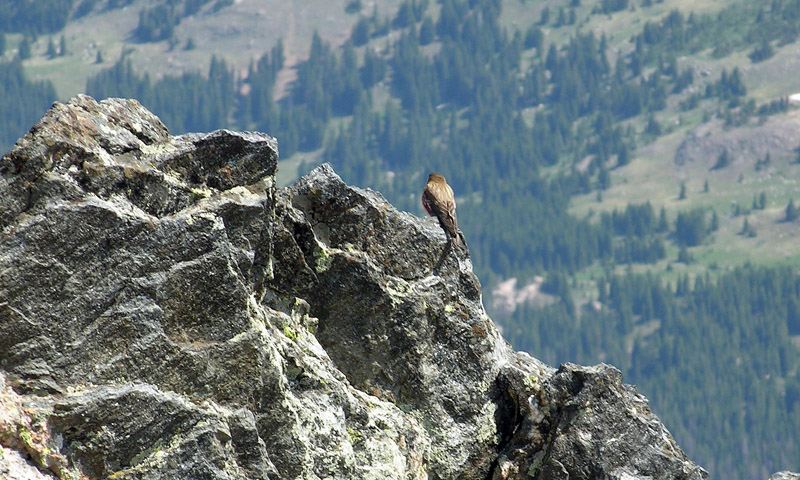 A bird sharing the summit view and solitude on Ypsilon Mountain