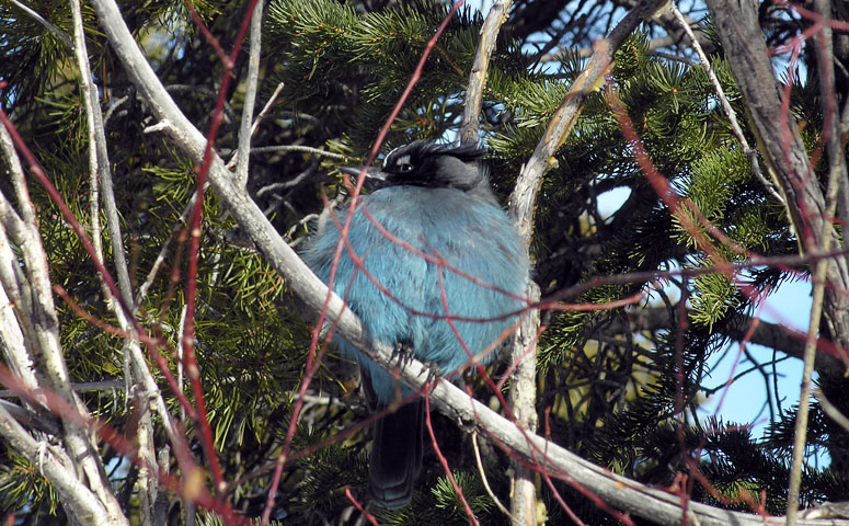Cold Steller&rsquo;s Jay all puffed up trying to keep warm in winter at Rocky Mountain National Park