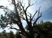 Colorado National Monument - tree with sky background and sunstar