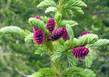 Young cones of a Colorado Blue Spruce