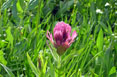 Castilleja Rhexifolia - Rosy Paintbrush