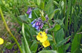 Mertensia Ciliata - Tall Fringed Bluebells & Potentilla diversifolia - varileaf cinquefoil