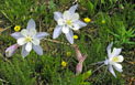 Colorado Blue Columbine - Aquilegia caerulea