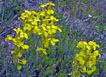 Western Wallflower - Erysimum asperum