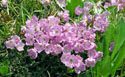 Alpine Laurel - Kalmia microphylla