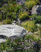 Mother Nature&rsquo;s wildflower garden
