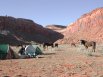 Curious horses at the camp site