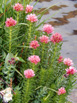 Queen&rsquo;s Crown - Sedum rhodanthum