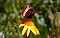 Milbert&rsquo;s Tortoiseshell butterfly