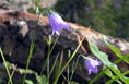 Parry&rsquo;s Bellflower - Campanula parryi