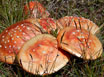 Amanita muscaria (Fly Agaric) Mushroom