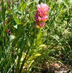 Rose crown (Clementsia rhodantha)