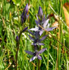 Star gentian (Swertia perennis)
