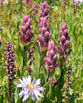 Rosy Paintbrush, Elephant Flowers, Spreading daisy