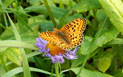 Speyeria hesperis