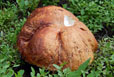 Agaricus augustus (The Prince)