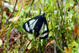 Gnophaela vermiculata