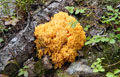 Ramaria largentii