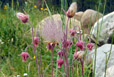 Old Man&rsquo;s Whiskers - Geum triflorum