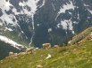 Mountain Goats in Chicago Basin, taken at about 12,000 feet from the southeast finger of the south ridge of Mount Eolus