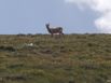 Big Horn Sheep grazing on Mt Shavano&rsquo;s east slopes