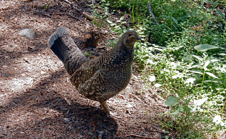 Dusky Grouse in Rocky Mountain National Park