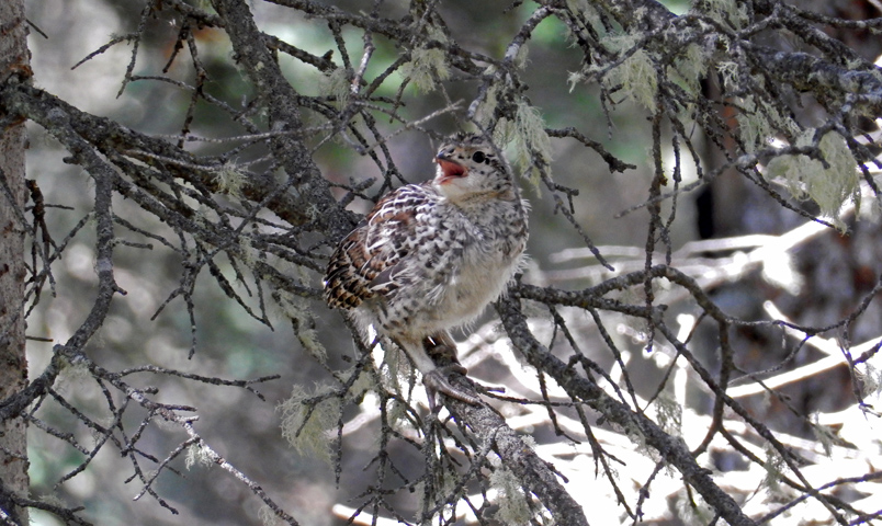 Dusky Grouse chick in tree in Rocky Mountain National Park