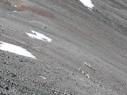 Someone&rsquo;s dog chasing Mountain Goats on Mt Shavano&rsquo;s west slopes.