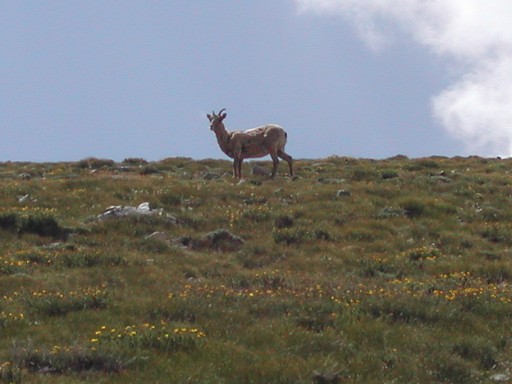 Big Horn Sheep grazing on Mt Shavano&rsquo;s east slopes.