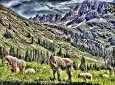 Image of Mountain Goats in the San Juan Mountains&rsquo; Chicago Basin, between Durango & Silverton, Colorado